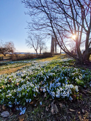Ullanlinna park spring sun